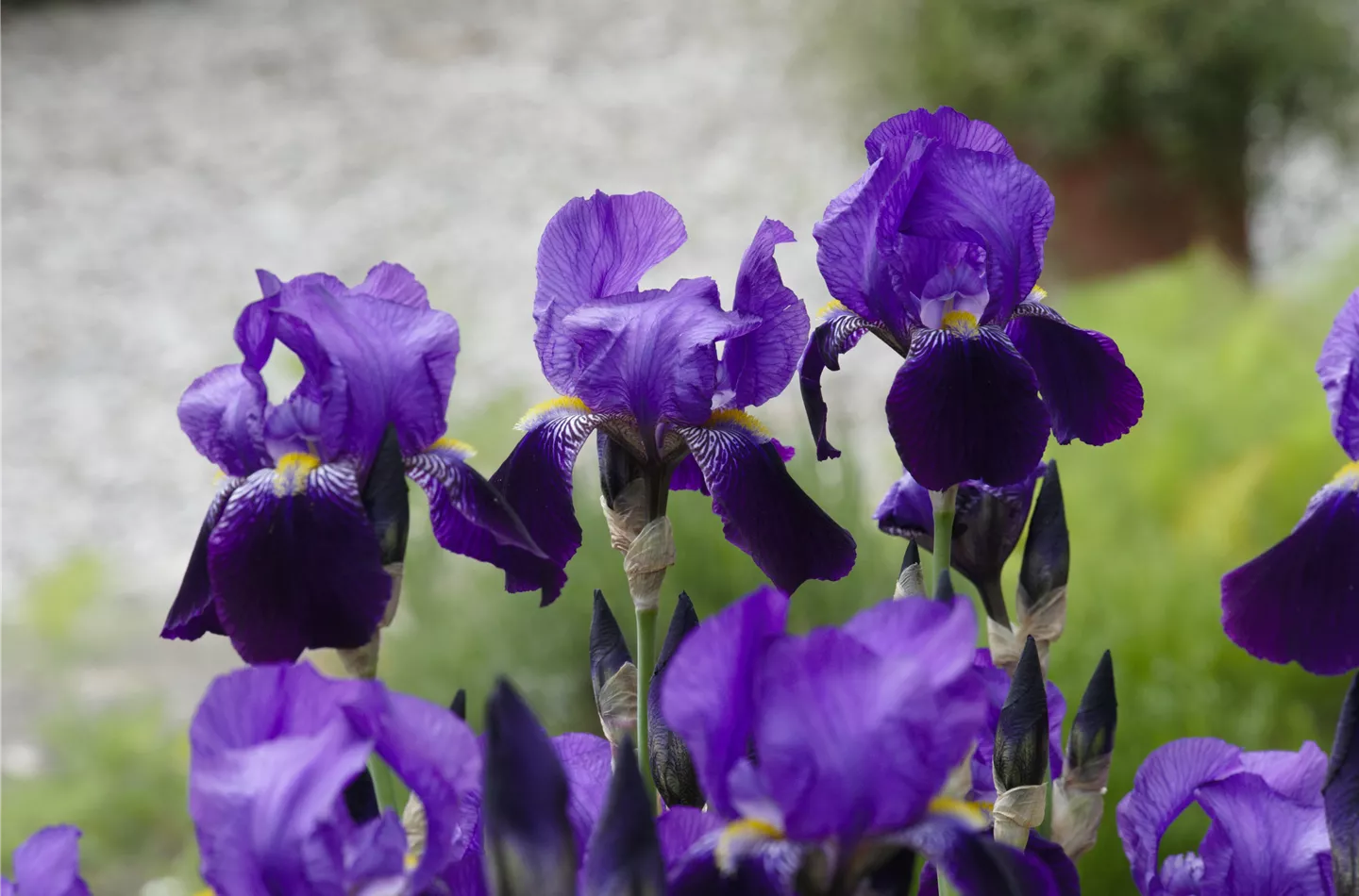 Iris gehört zu den beliebtesten Sommerzwiebeln