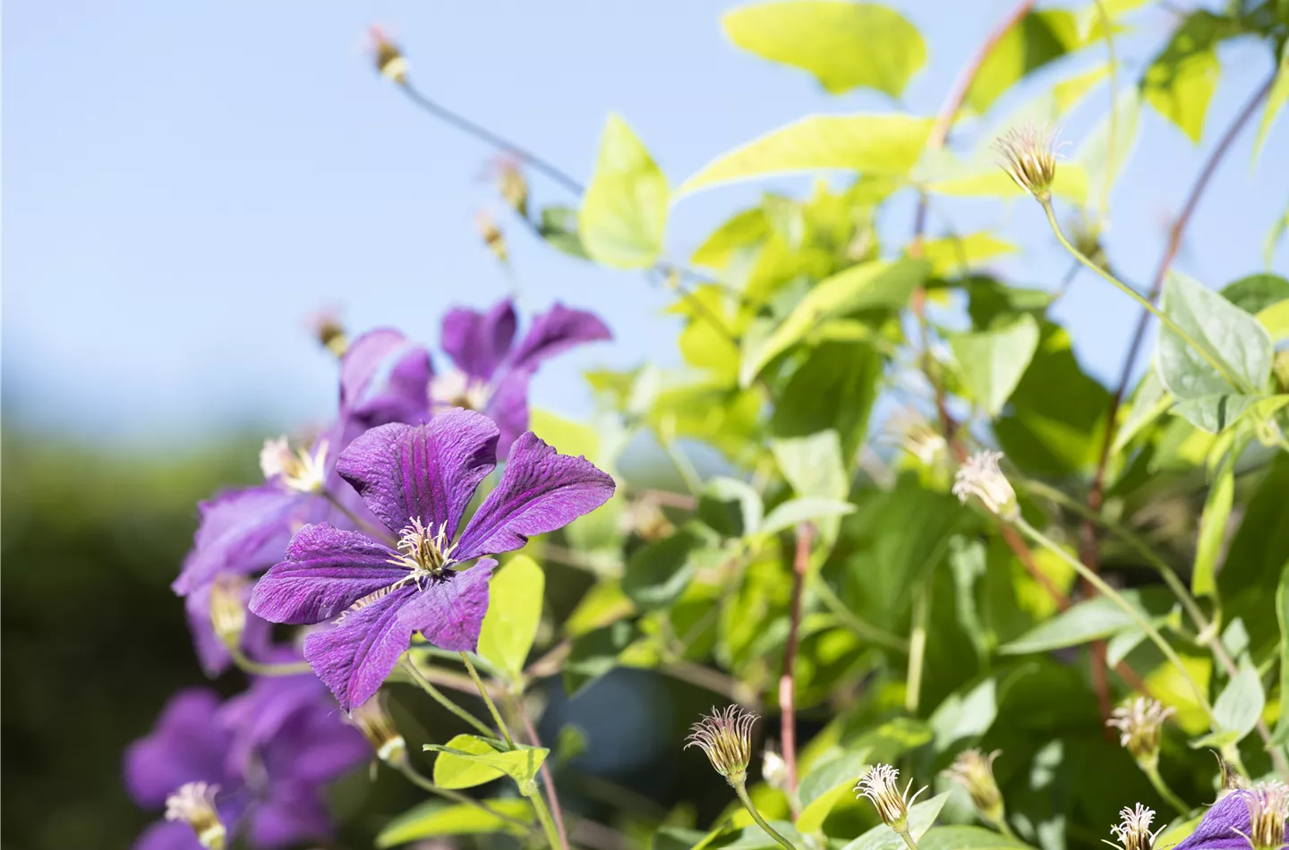 Clematis sind sehr beliebte Kletterpflanzen im Sommer