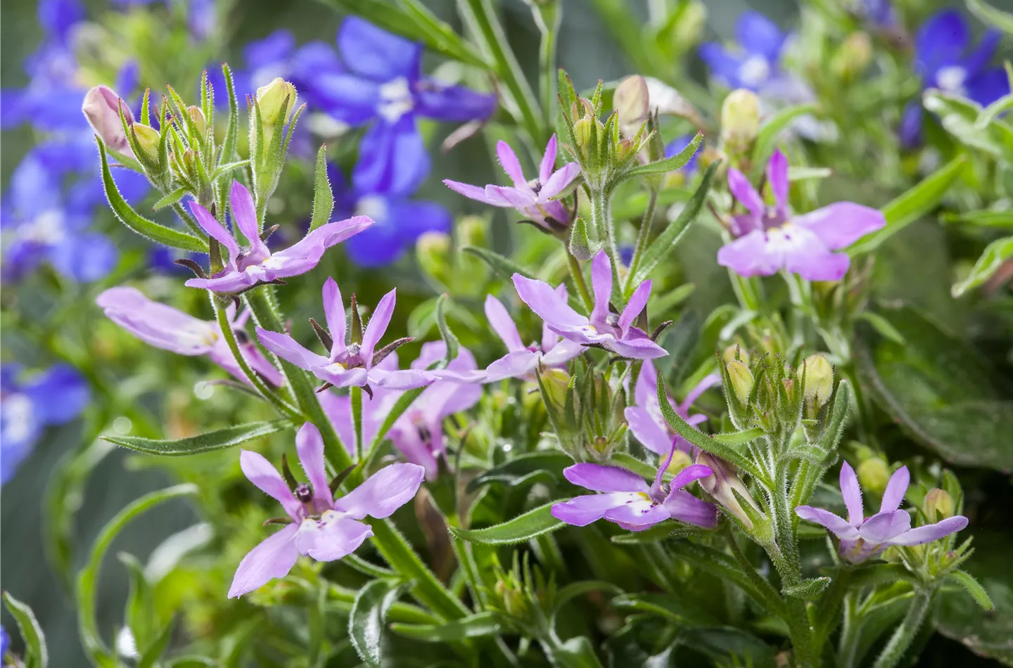 Lobelien sind beliebte Stauden im Frühling