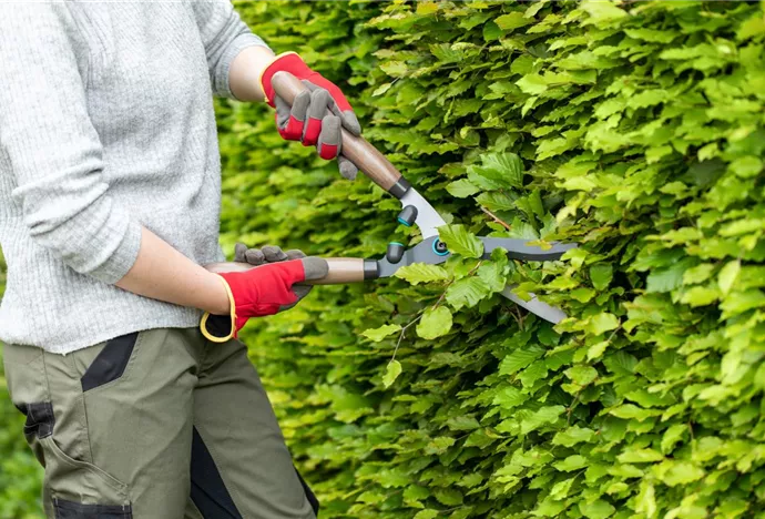 Gartengeräte - Arbeit mit Heckenschere