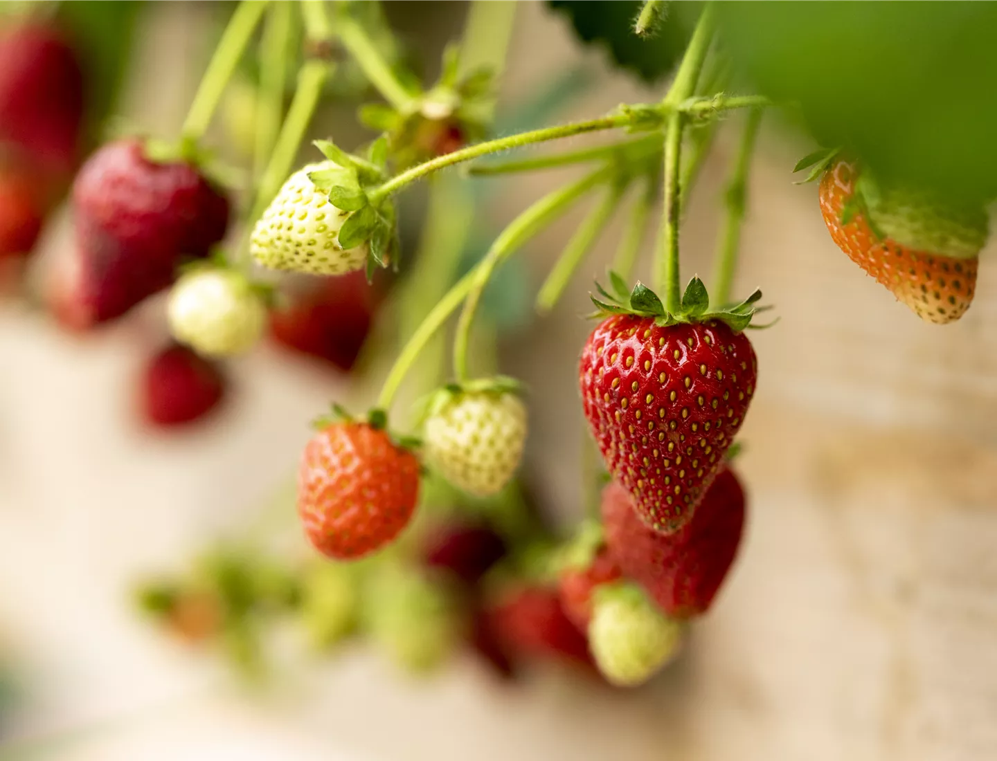 Erdbeeren lassen sich auch auf dem Balkon anbauen