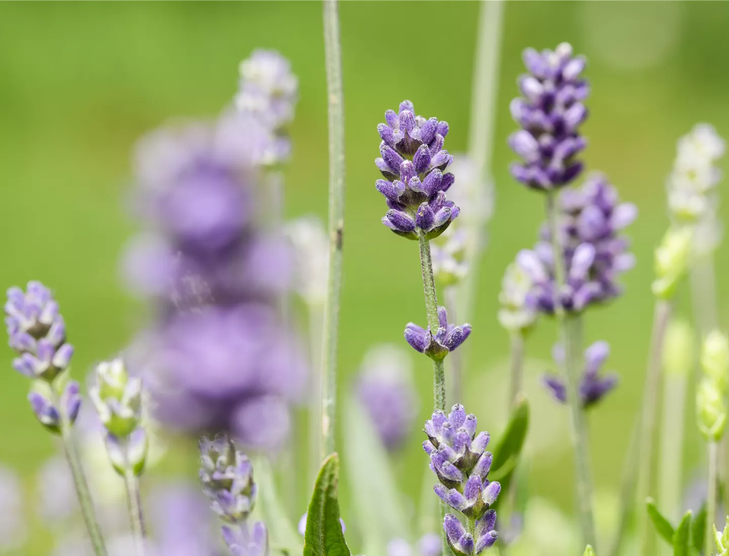 Duftende Stauden sind beliebt im Garten