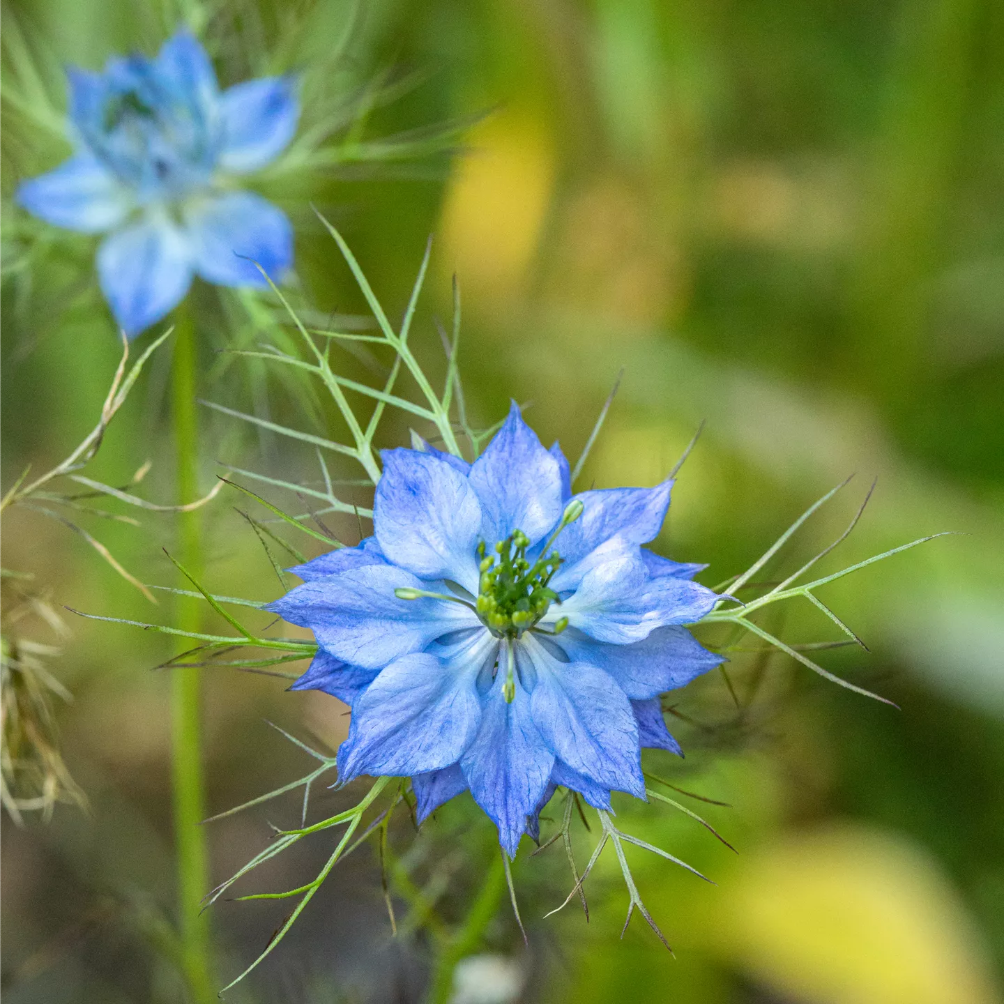 Nigella damascena