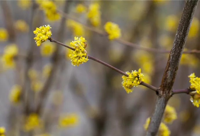 Cornus mas