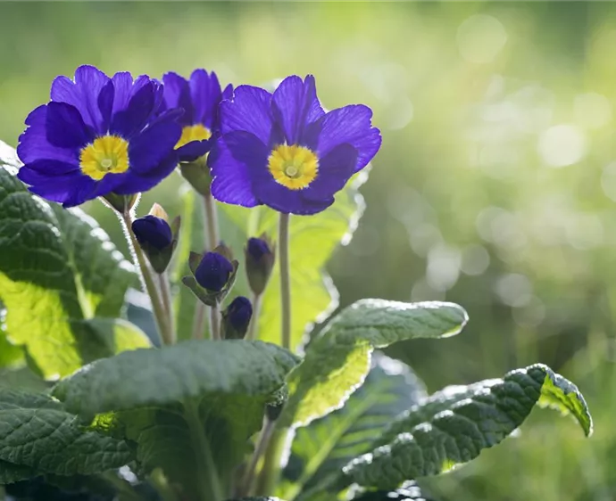 Primula vulgaris, blau