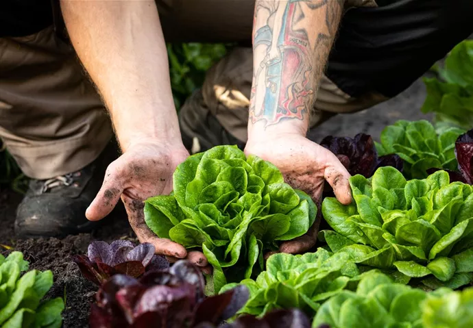 Salat im Beet mit Händen