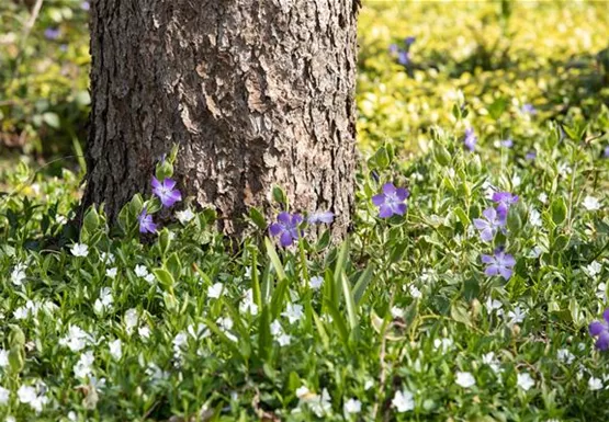 Vinca minor 'Alba'